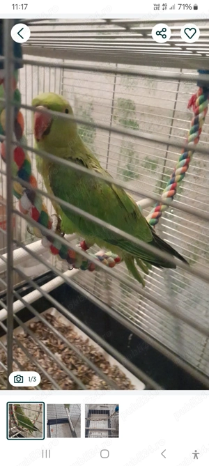 Vând micul alexandru  - imagine 2