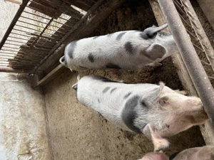 Porci pentru Crăciun 