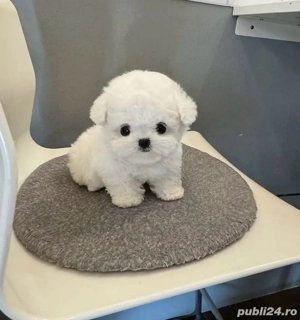 Bichon Maltez Mini Toy  - imagine 4