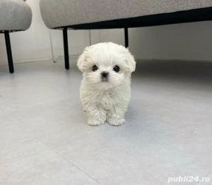 Bichon Maltez Mini Toy  - imagine 3
