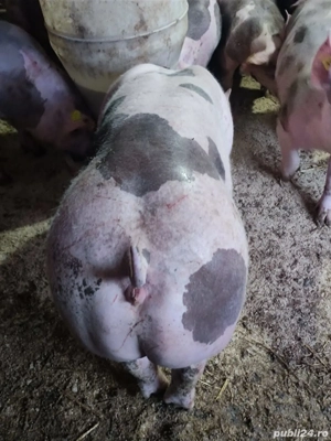 purcei pietrain  - imagine 2