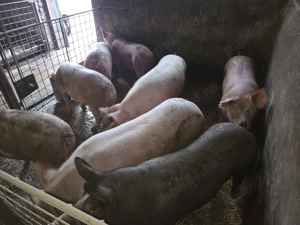 Porci petrean si marele alb 80 - 280 kg - imagine 2