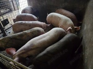 Porci petrean si marele alb 80 - 280 kg - imagine 4