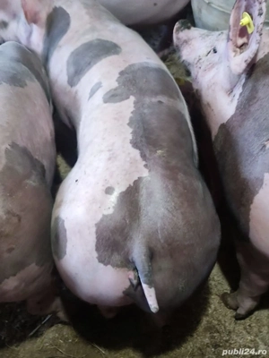 purcei pietrain  - imagine 3