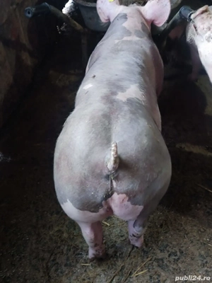 purcei pietrain  - imagine 5