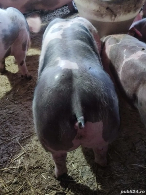 purcei pietrain  - imagine 4