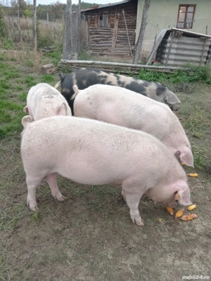 vand porci la 200 kg Pe capriori si grinzi  - imagine 2