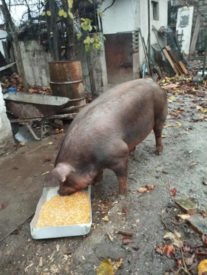 Disponibil scrofițe in Hunedoara  - imagine 5