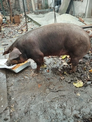 Disponibil 2 scrofițe in Hunedoara pentru mai multe detalii contactați-mă apăsând butonul verde 