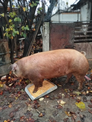 Disponibil scrofițe in Hunedoara 