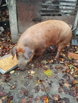 Disponibil 2 scrofițe in Hunedoara pentru mai multe detalii contactați-mă apăsând butonul verde  - imagine 5