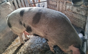 Porc de vanzare, pret negociabil - imagine 2