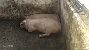 Porci de vânzare  - imagine 3