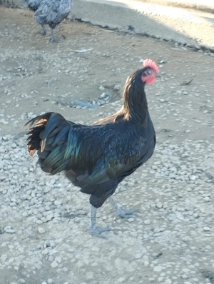 Păsări rasa Austrolorp cele mai outoare găini și de carne 