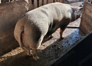 Porc de vanzare, pret negociabil