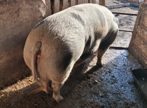 Porc de vanzare, pret negociabil - imagine 3