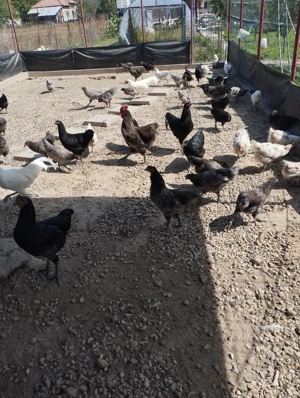 Păsări rasa Austrolorp cele mai outoare găini și de carne  - imagine 3