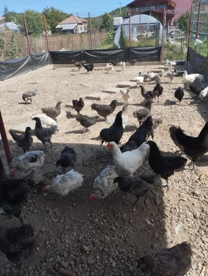 Păsări rasa Austrolorp cele mai outoare găini și de carne  - imagine 2