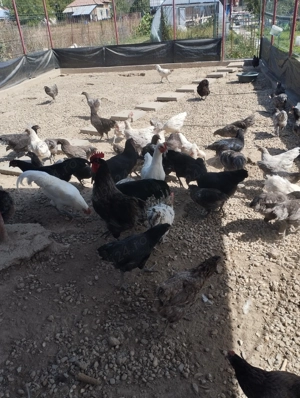 Păsări rasa Austrolorp cele mai outoare găini și de carne  - imagine 4