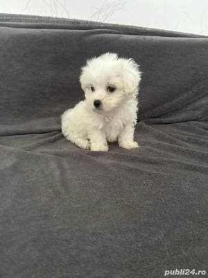 Bichon Maltez  - imagine 2
