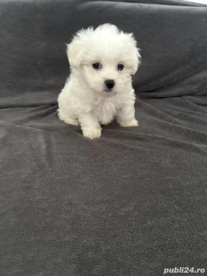 Bichon Maltez 
