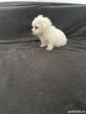 Bichon Maltez  - imagine 3