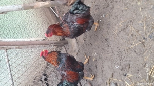 Viandote rosu cu negru  - imagine 2