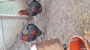 Viandote rosu cu negru  - imagine 3