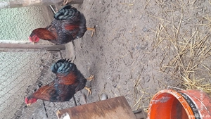 Viandote rosu cu negru  - imagine 5