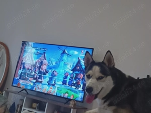 Donez catelușă Husky