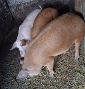 Porci de vanzare, pret negociabil