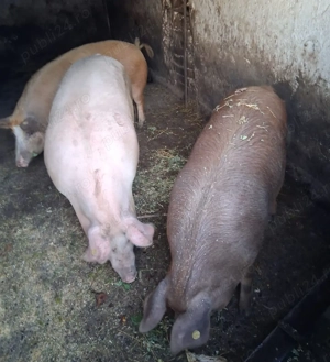 Porci de vanzare, pret negociabil - imagine 3