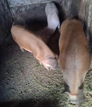 Porci de vanzare, pret negociabil - imagine 4