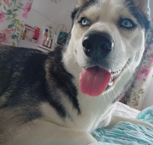 Donez catelușă Husky - imagine 3