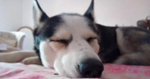 Donez catelușă Husky - imagine 2