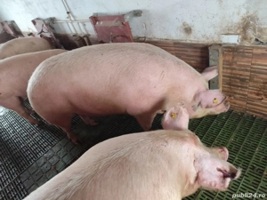 Vând porci 300 kg,plus - imagine 2