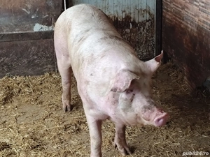 Vând porci 300 kg,plus - imagine 3