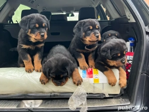 Pui Rottweiler cu Pedigree talie mare - imagine 2