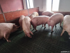 Vând porci 220 kg