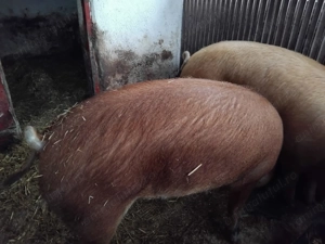 Porci rasa Duroc - aprox 150 kg