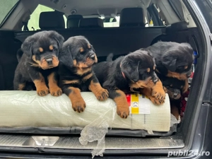 Pui Rottweiler cu Pedigree talie mare - imagine 3