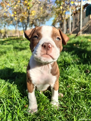 cautam stapani iubitori 