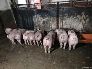 Vând purcei pietrain !!  - imagine 2