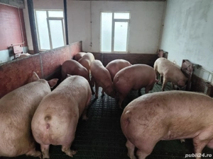 Vând porci 300 kg,plus - imagine 5