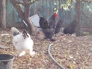 Vând găini brahma HD ,albastru ,negru ,splash - imagine 2