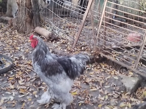 Vând găini brahma HD ,albastru ,negru ,splash - imagine 5