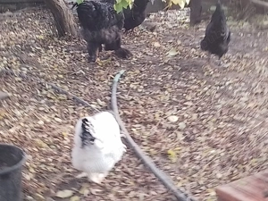 Vând găini brahma HD ,albastru ,negru ,splash - imagine 4