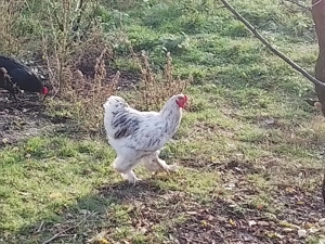 Vând găini brahma HD ,albastru ,negru ,splash - imagine 3