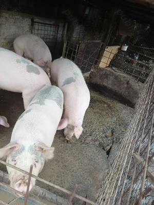 Rasa marele alb și bazna  - imagine 2