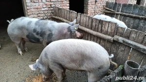 Vând porci 100-270 kg - imagine 4